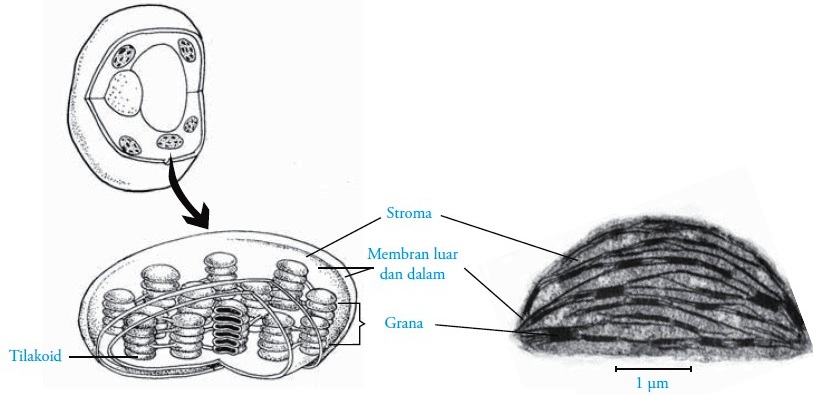 Detail Gambar Organel Kloroplas Nomer 32