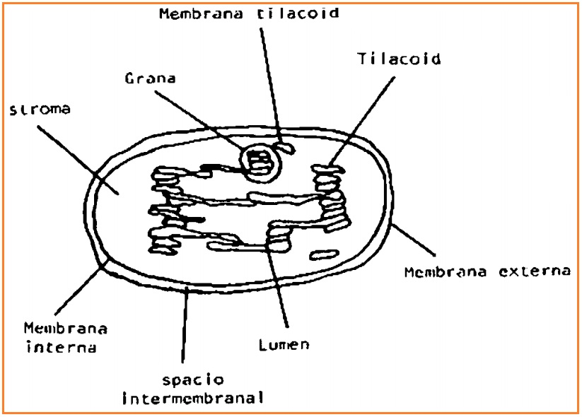 Detail Gambar Organel Kloroplas Nomer 34