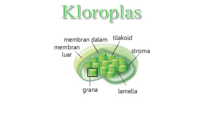 Detail Gambar Organel Kloroplas Nomer 10