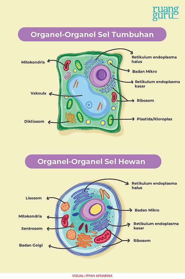 Gambar Organel Organel Sel - KibrisPDR