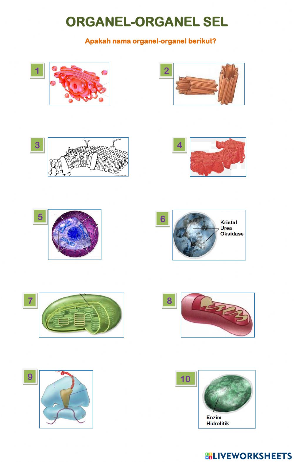 Detail Gambar Organel Organel Sel Nomer 12