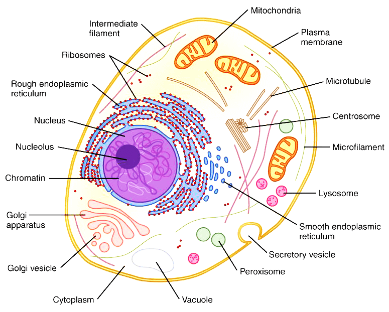 Detail Gambar Organel Organel Sel Nomer 21