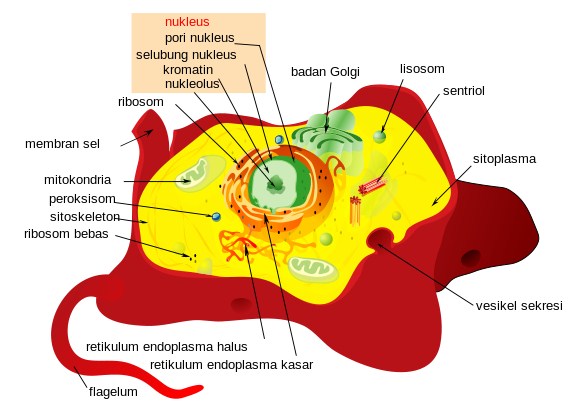 Detail Gambar Organel Organel Sel Nomer 24