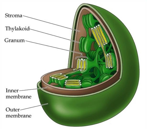Detail Gambar Organel Organel Sel Nomer 26