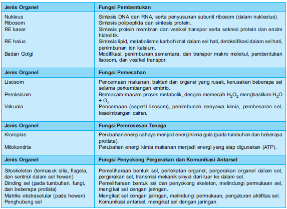 Detail Gambar Organel Organel Sel Nomer 27