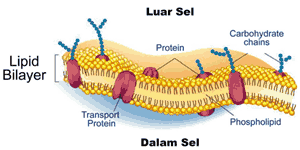 Detail Gambar Organel Organel Sel Nomer 29