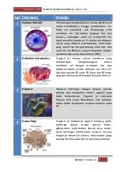 Detail Gambar Organel Organel Sel Nomer 31