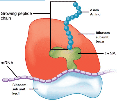 Detail Gambar Organel Organel Sel Nomer 34