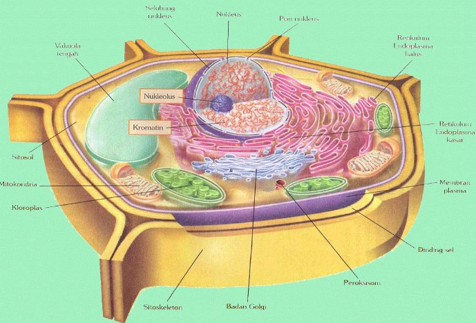 Detail Gambar Organel Organel Sel Nomer 36