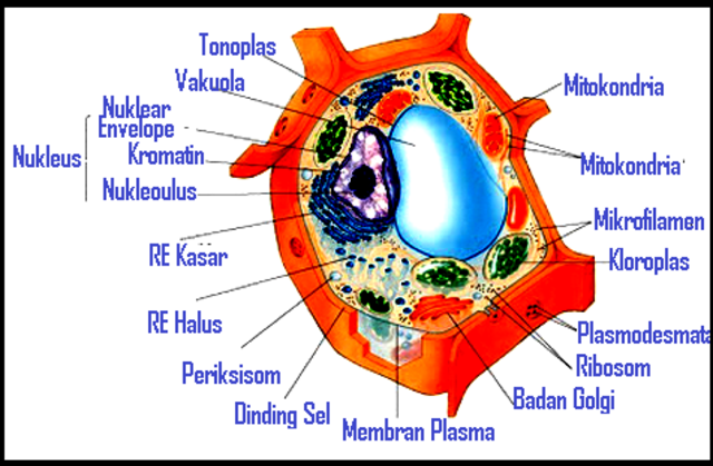 Detail Gambar Organel Organel Sel Nomer 5