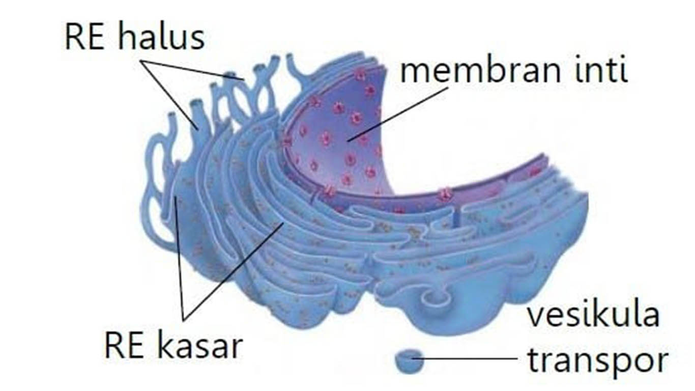 Detail Gambar Organel Organel Sel Nomer 42