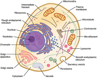 Download Gambar Organel Organel Sel Nomer 47