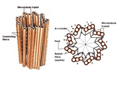 Detail Gambar Organel Organel Sel Nomer 51