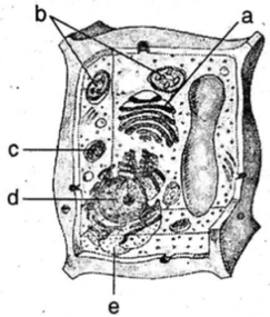 Detail Gambar Organel Organel Sel Nomer 56