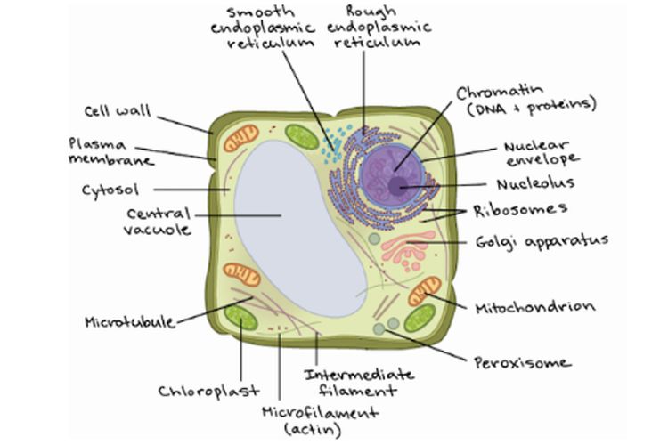 Detail Gambar Organel Sel Nomer 24