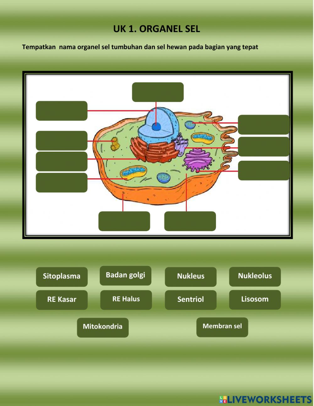 Detail Gambar Organel Sel Nomer 48