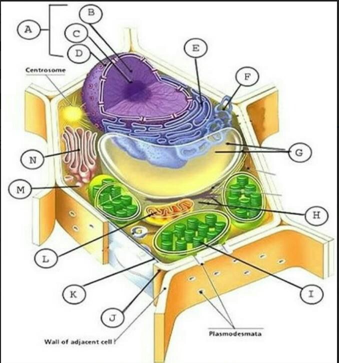 Detail Gambar Organel Sel Nomer 52