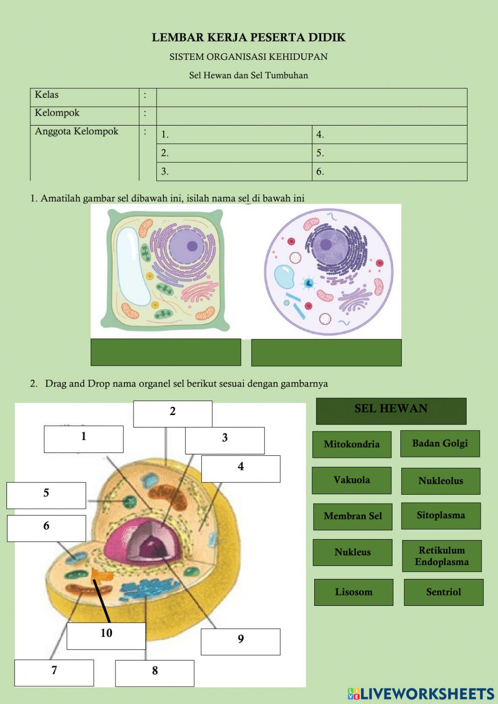 Detail Gambar Organel Sel Hewan Dan Tumbuhan Nomer 25