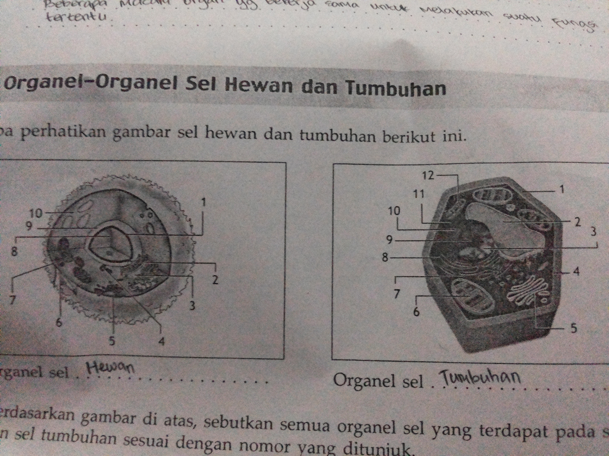 Detail Gambar Organel Sel Hewan Dan Tumbuhan Nomer 48