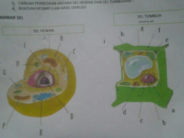 Detail Gambar Organel Sel Hewan Dan Tumbuhan Nomer 53