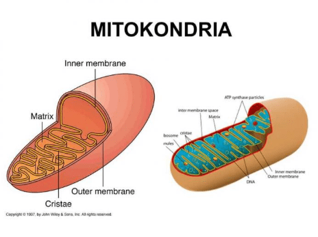 Gambar Organel Sel Mitokondria - KibrisPDR