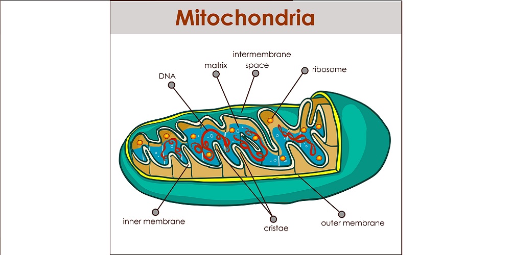 Detail Gambar Organel Sel Mitokondria Nomer 13