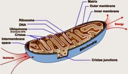 Detail Gambar Organel Sel Mitokondria Nomer 16