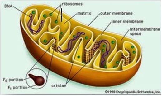 Detail Gambar Organel Sel Mitokondria Nomer 3