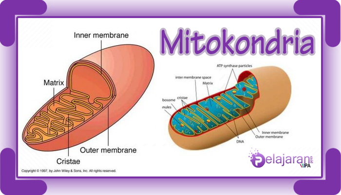 Detail Gambar Organel Sel Mitokondria Nomer 20