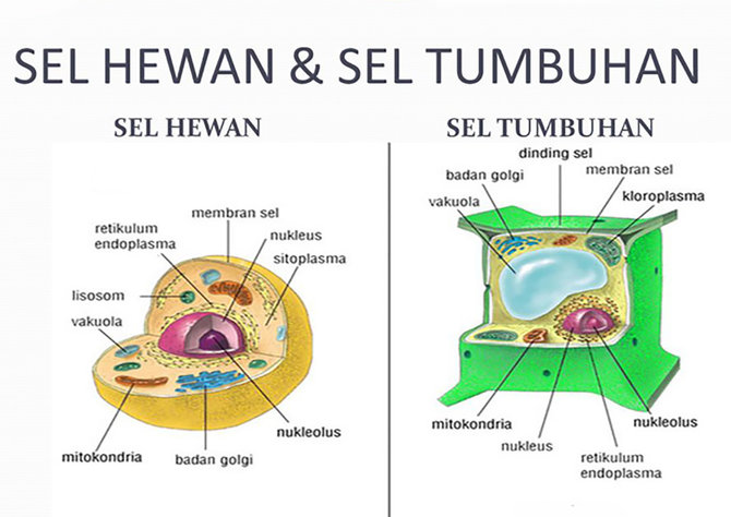 Detail Gambar Organel Sel Mitokondria Nomer 21