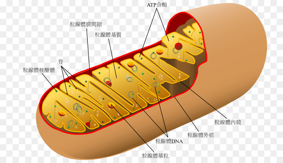 Detail Gambar Organel Sel Mitokondria Nomer 23