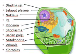 Detail Gambar Organel Sel Mitokondria Nomer 24