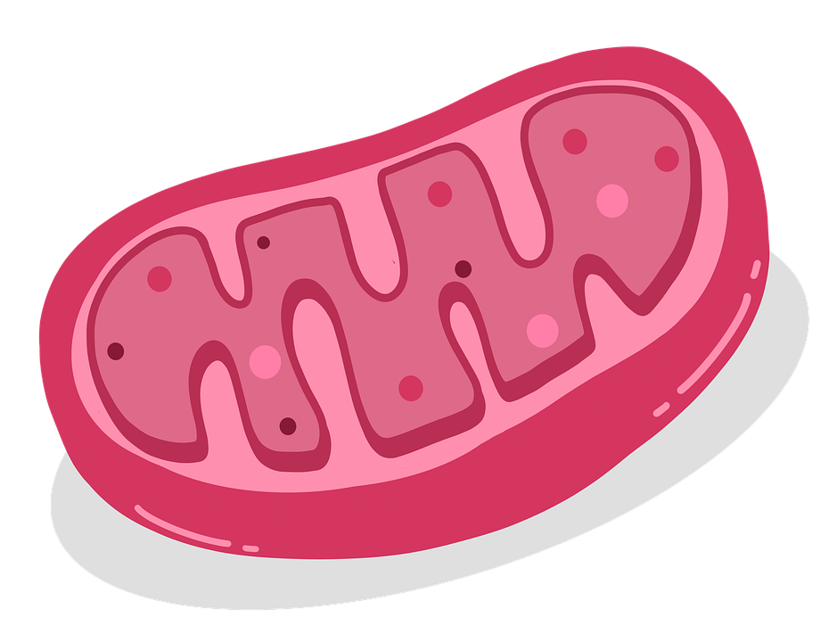 Detail Gambar Organel Sel Mitokondria Nomer 26