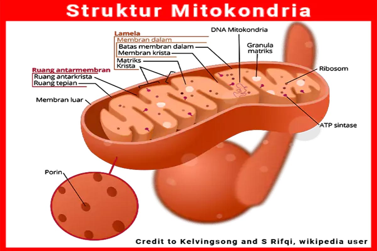 Detail Gambar Organel Sel Mitokondria Nomer 29