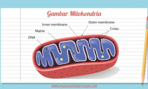 Detail Gambar Organel Sel Mitokondria Nomer 35