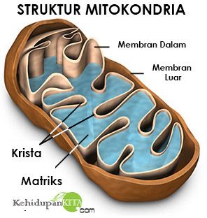 Detail Gambar Organel Sel Mitokondria Nomer 4