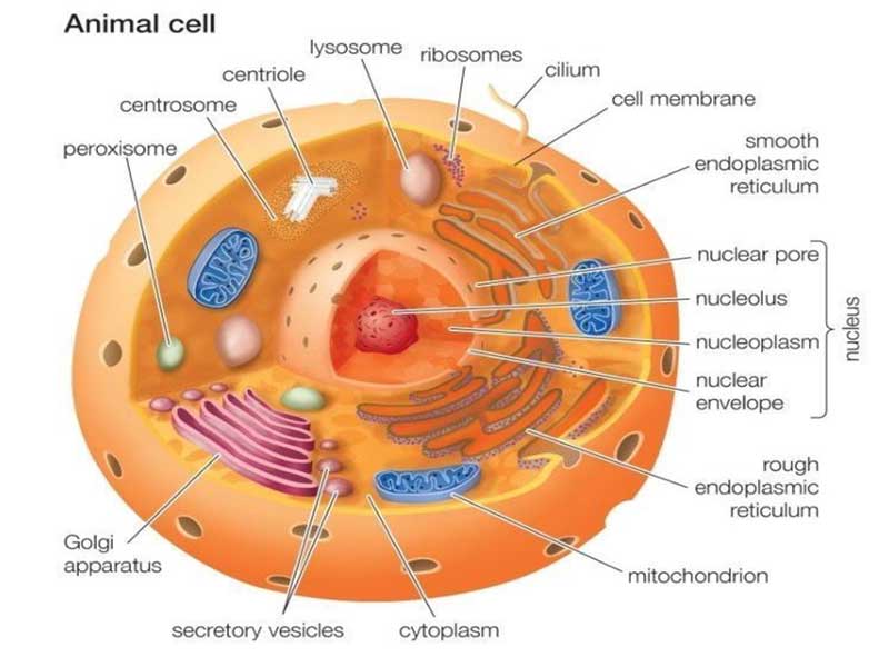 Detail Gambar Organel Sel Mitokondria Nomer 38