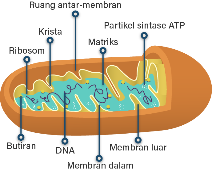 Detail Gambar Organel Sel Mitokondria Nomer 41