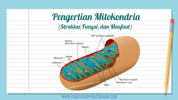 Detail Gambar Organel Sel Mitokondria Nomer 5