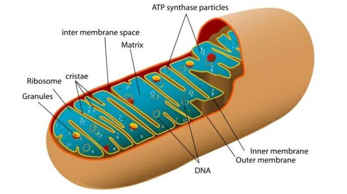 Detail Gambar Organel Sel Mitokondria Nomer 6