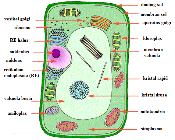 Detail Gambar Organel Sel Tumbuhan Nomer 31