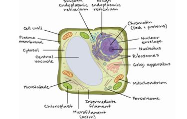 Detail Gambar Organel Sel Tumbuhan Nomer 51
