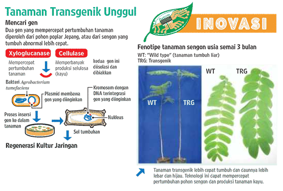 Detail Gambar Organisme Transgenik Nomer 43