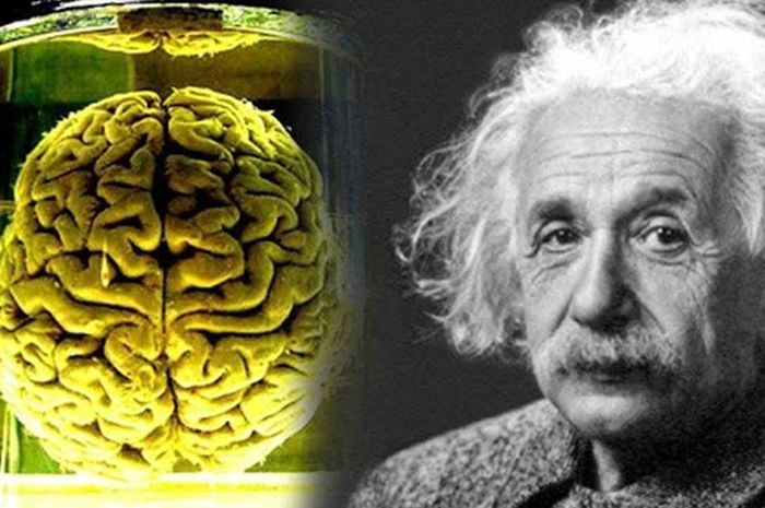 Detail Gambar Otak Albert Einstein Nomer 7