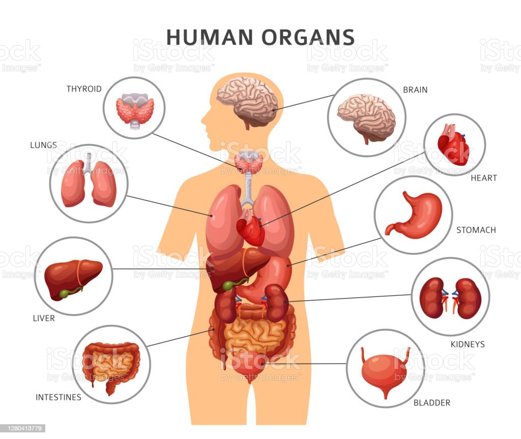 Detail Gambar Otak Anatomi Ginjal Nomer 12