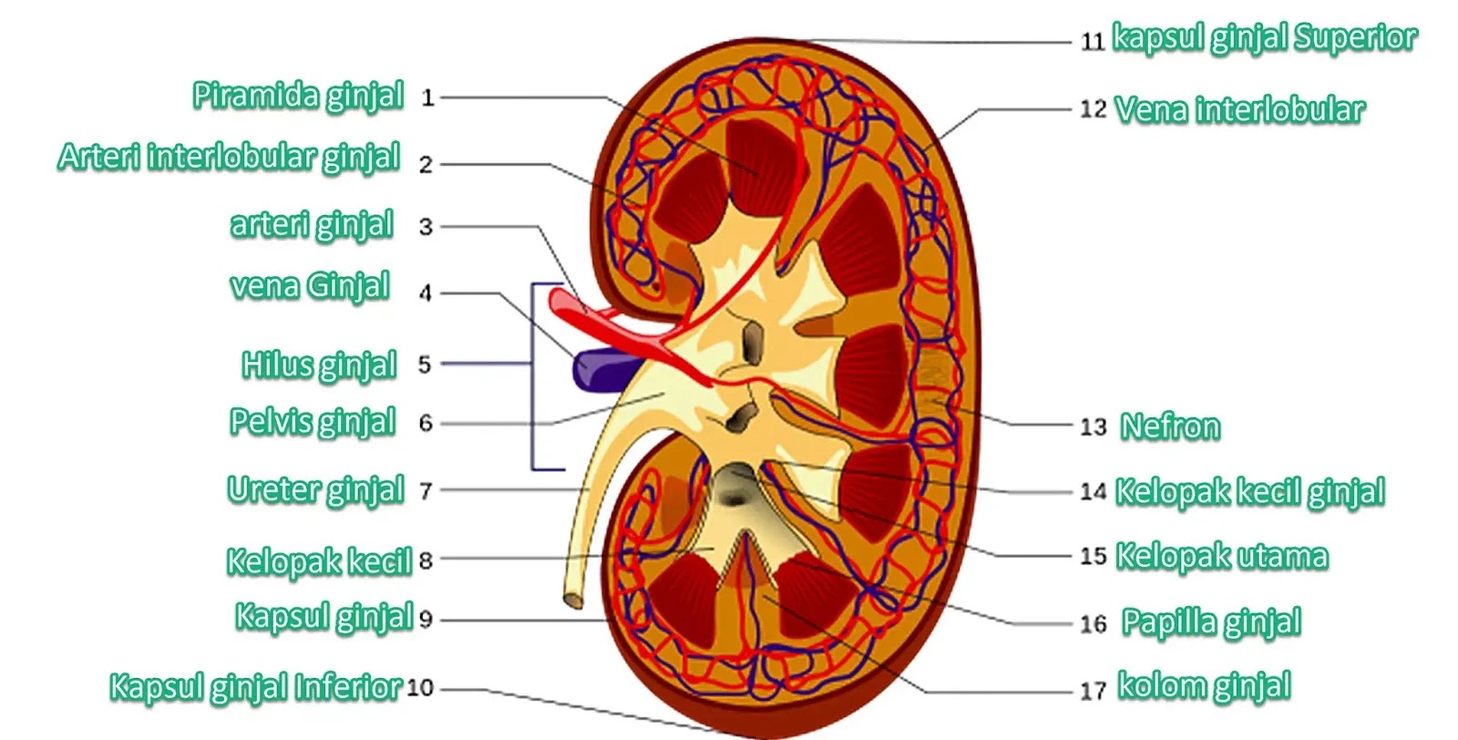 Detail Gambar Otak Anatomi Ginjal Nomer 21