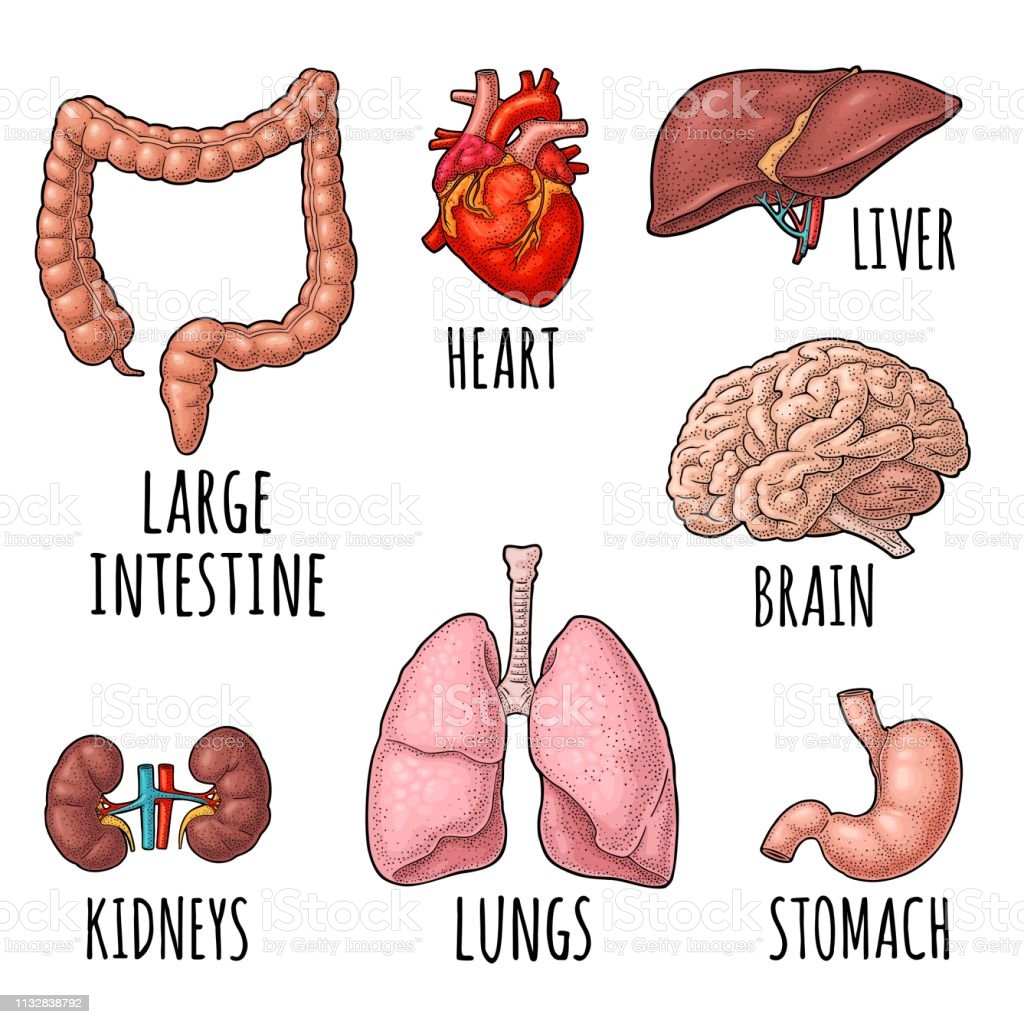 Detail Gambar Otak Anatomi Ginjal Nomer 22