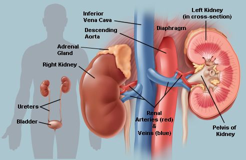 Detail Gambar Otak Anatomi Ginjal Nomer 30