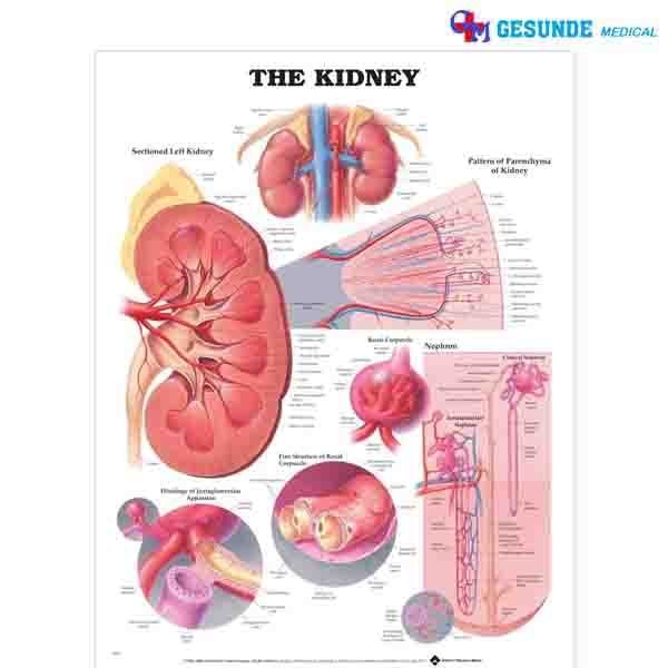 Detail Gambar Otak Anatomi Ginjal Nomer 5