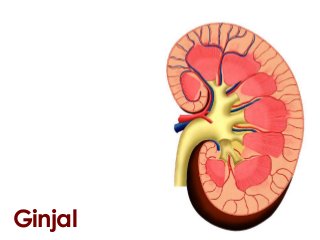 Detail Gambar Otak Anatomi Ginjal Nomer 42